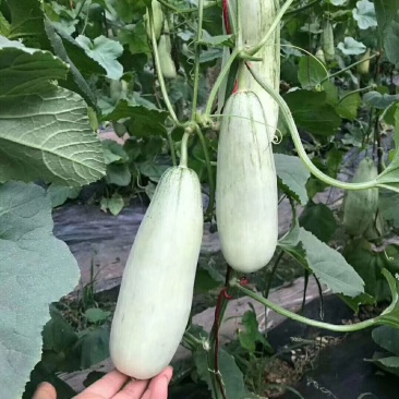 温室羊角蜜甜瓜，脆甜多汁，质量好，报价真实，诚信代办