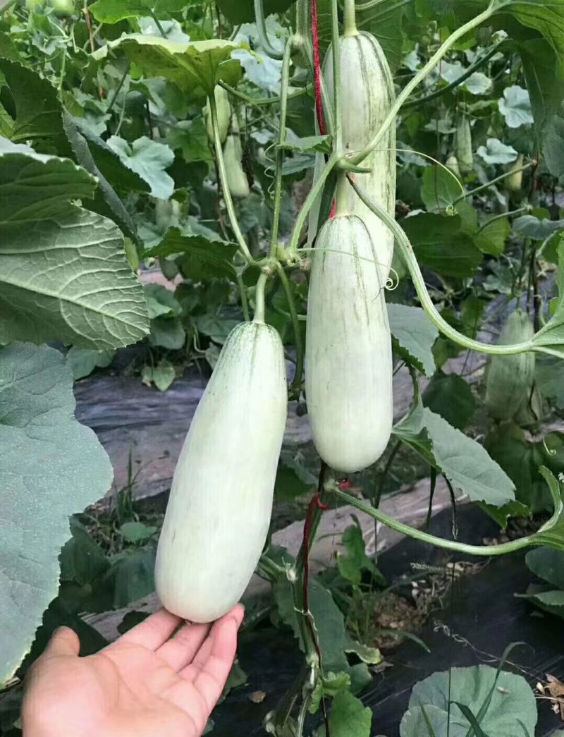 温室羊角蜜甜瓜，脆甜多汁，质量好，报价真实，诚信代办
