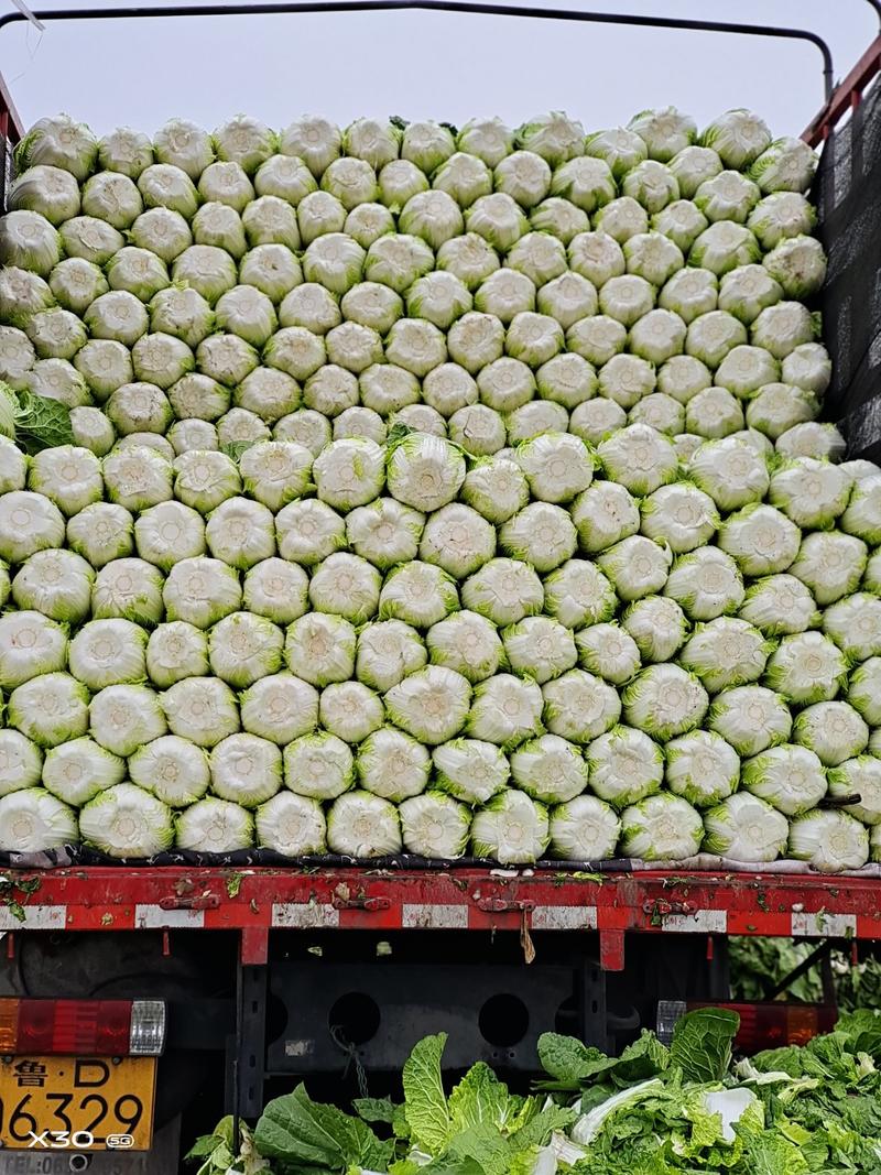 【春季黄心大白菜】菊锦黄心白菜，形好质量有保证，耐运输