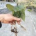 金果榄苗、《地苦胆》籽育苗、苗结薯快、四川省、乐山市、夹