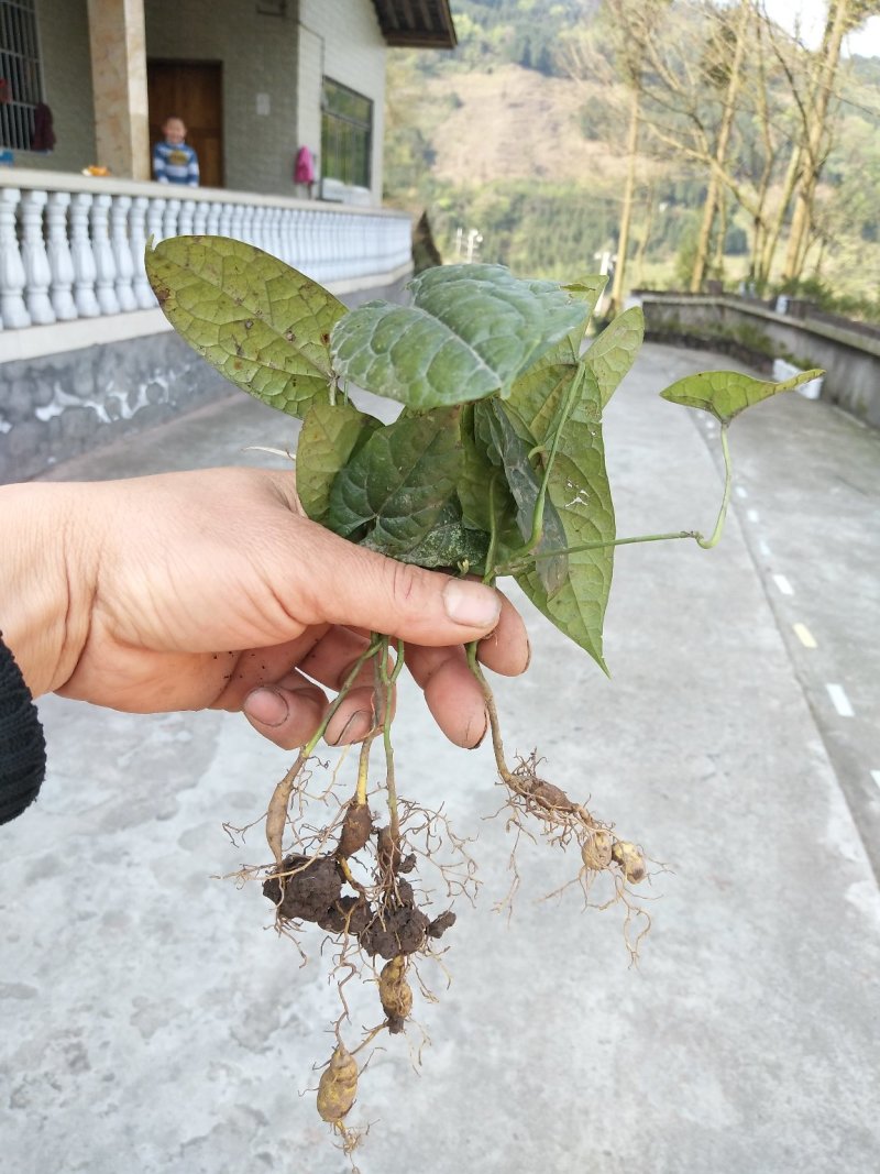 金果榄苗、《地苦胆》籽育苗、苗结薯快、四川省、乐山市、夹