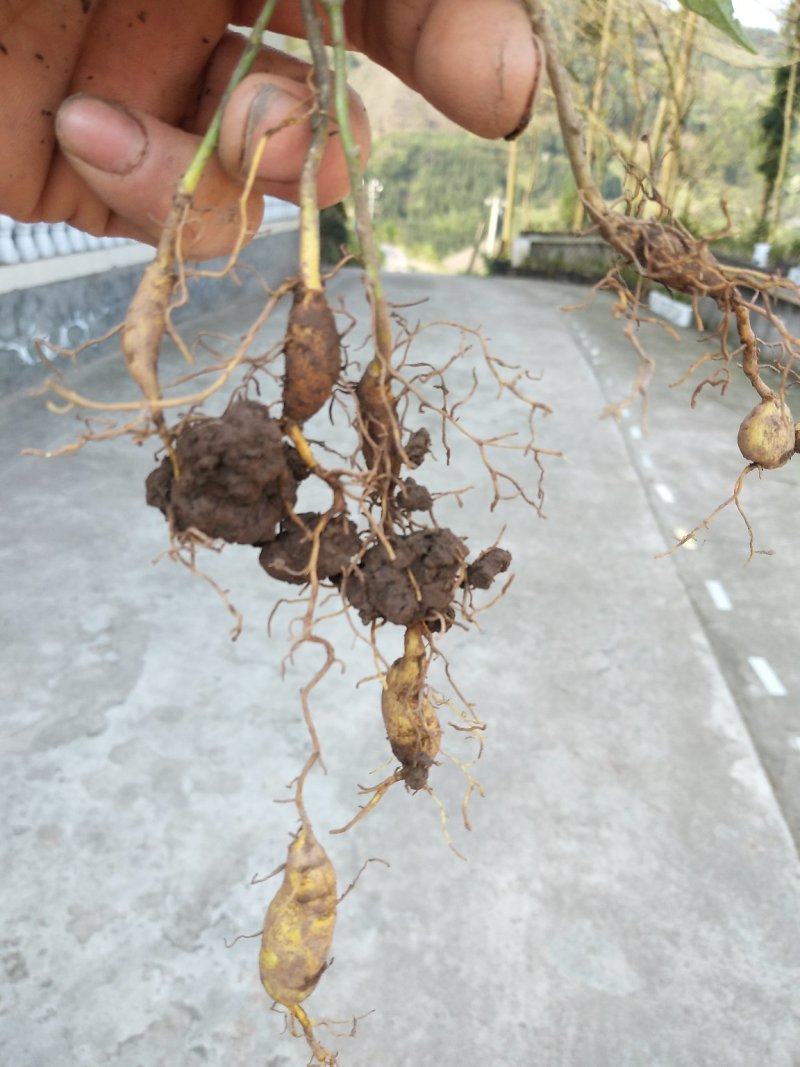金果榄苗、《地苦胆》籽育苗、苗结薯快、四川省、乐山市、夹