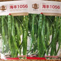 海丰线椒种子超辣高产辣椒早熟四季种籽盆栽南方种苗蔬菜种