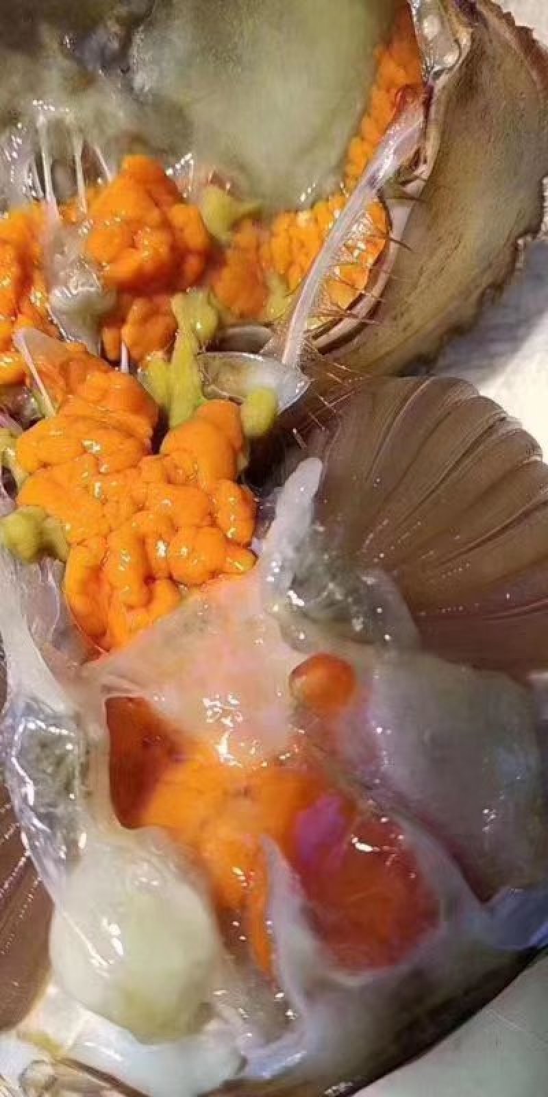 膏蟹。本地膏蟹保质保量