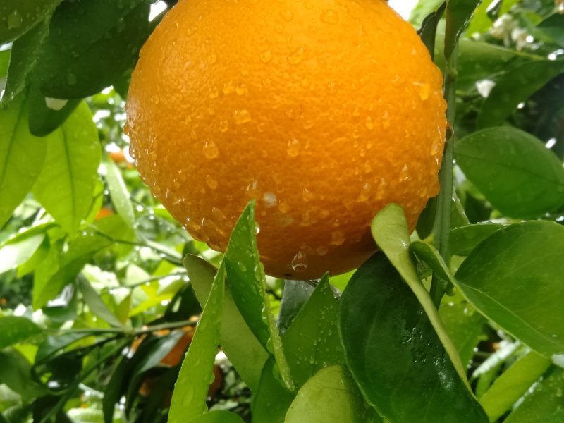 金秀夏橙，甜蜜上市，当前糖分十五度左右，