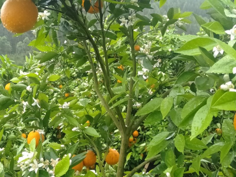 金秀夏橙，甜蜜上市，当前糖分十五度左右，