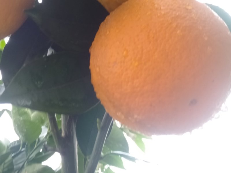 金秀夏橙，甜蜜上市，当前糖分十五度左右，