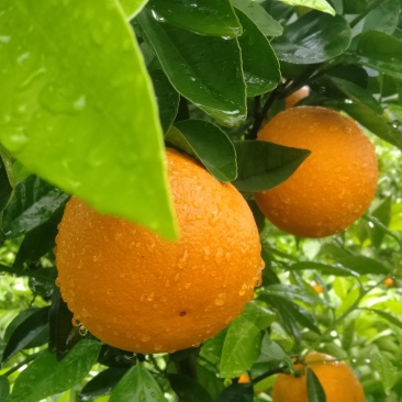 金秀夏橙，甜蜜上市，当前糖分十五度左右，