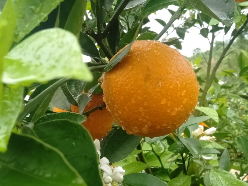 金秀夏橙，甜蜜上市，当前糖分十五度左右，