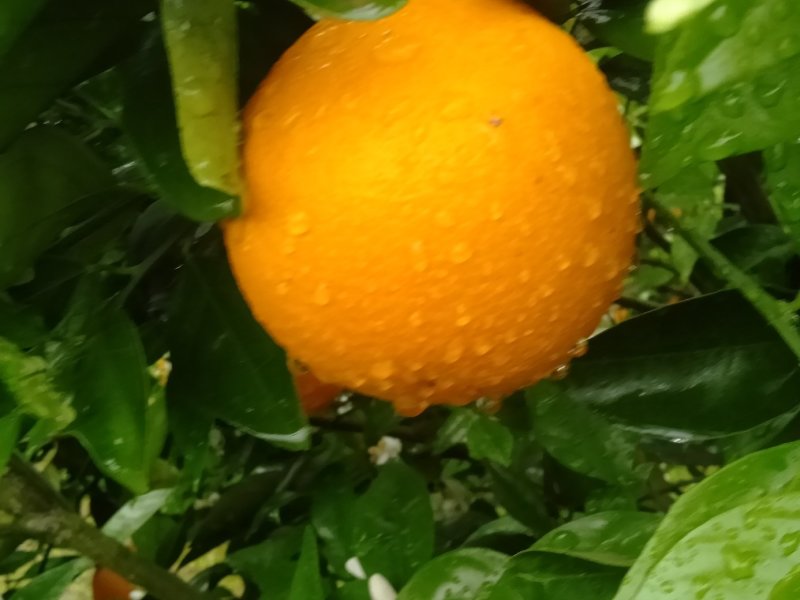 金秀夏橙，甜蜜上市，当前糖分十五度左右，
