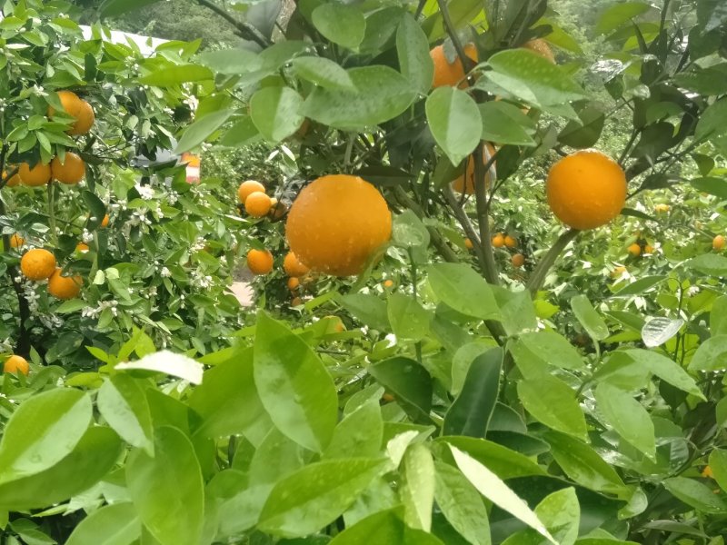 金秀夏橙，甜蜜上市，当前糖分十五度左右，