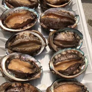 鲍鱼什么规格都有保质保量