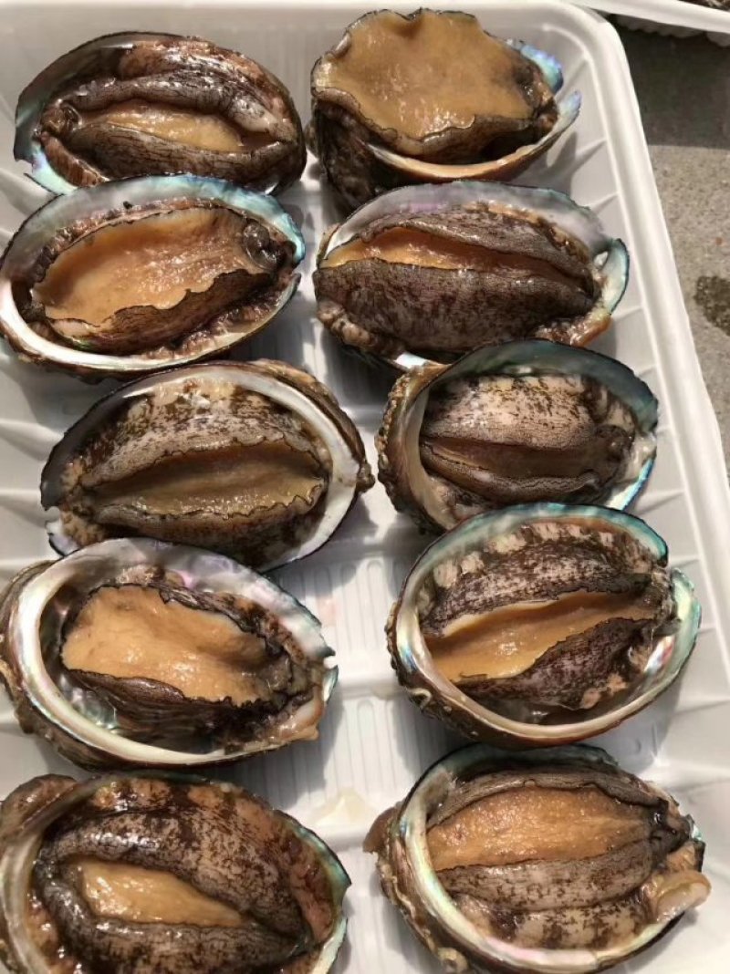 鲍鱼什么规格都有保质保量