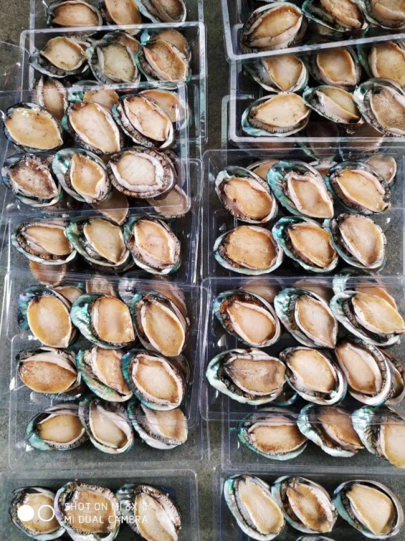 鲍鱼什么规格都有保质保量