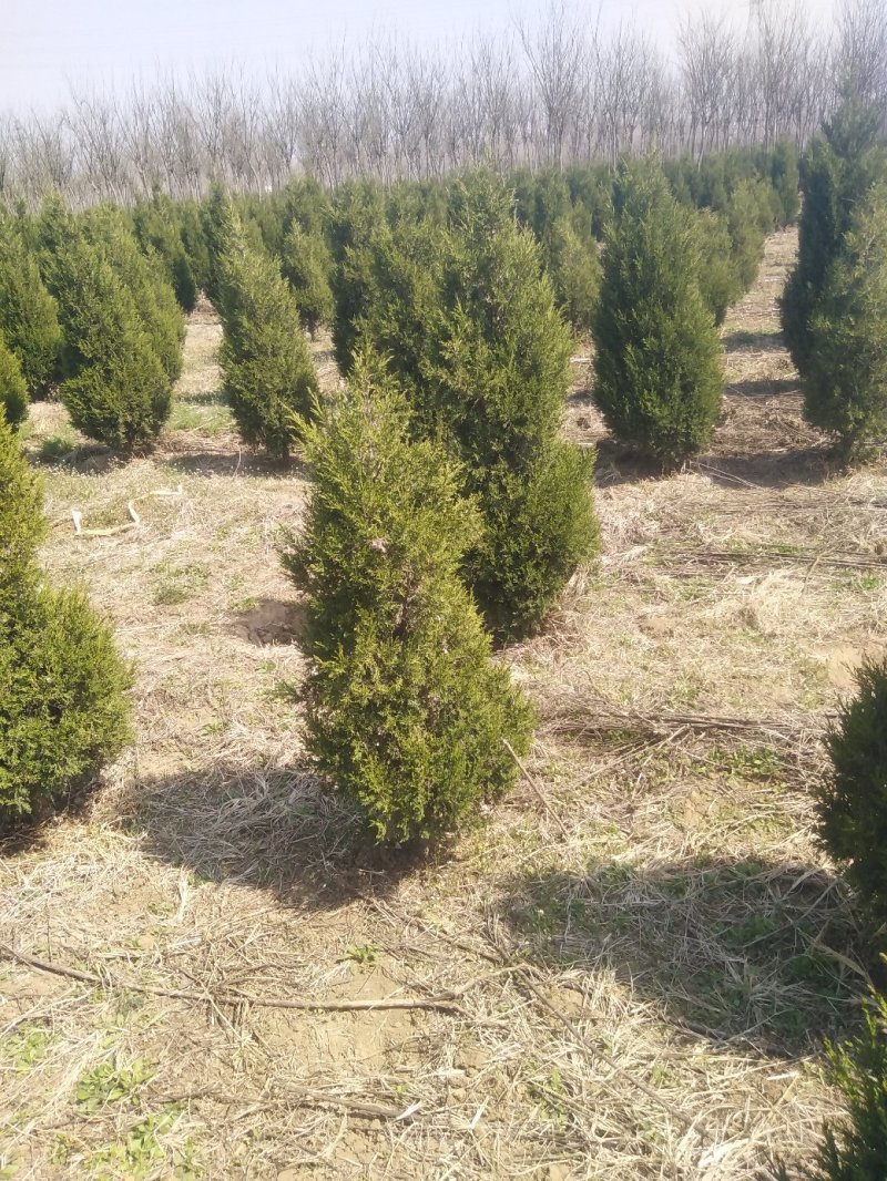 蜀侩（塔柏）嫁接小苗，山东泰安基地大量批发