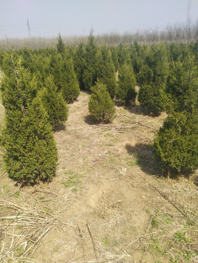 蜀侩（塔柏）嫁接小苗，山东泰安基地大量批发