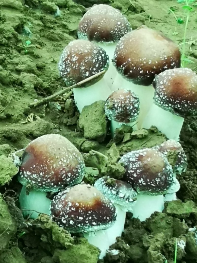 基地直供，大球盖菇鲜品，仿野生栽培，无公害种植，现采现卖