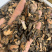 草河车无硫磺熏蒸一公斤起批