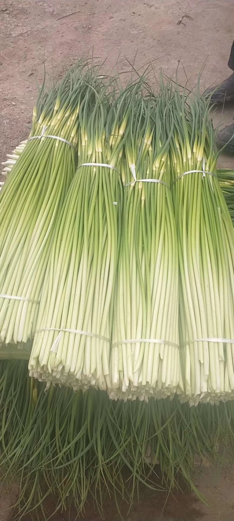 安徽亳州新鲜白帽蒜薹热销中，质量好无泡水