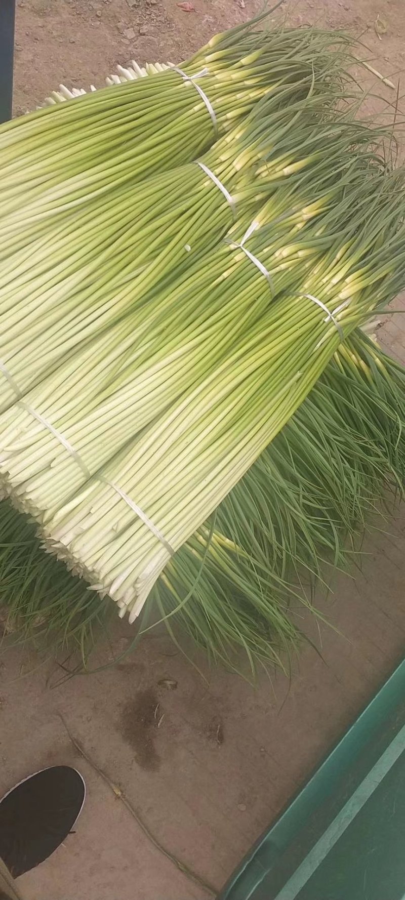 安徽亳州新鲜白帽蒜薹热销中，质量好无泡水