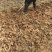 地黄地黄栽地黄种子