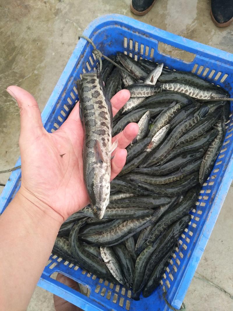 乌鱼又称黑鱼，淡水养殖基地直供，提供技术