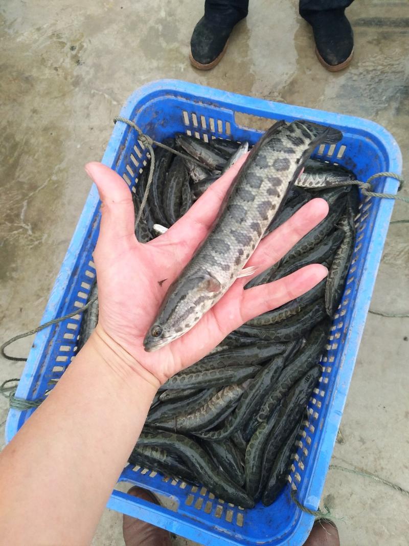 乌鱼又称黑鱼，淡水养殖基地直供，提供技术