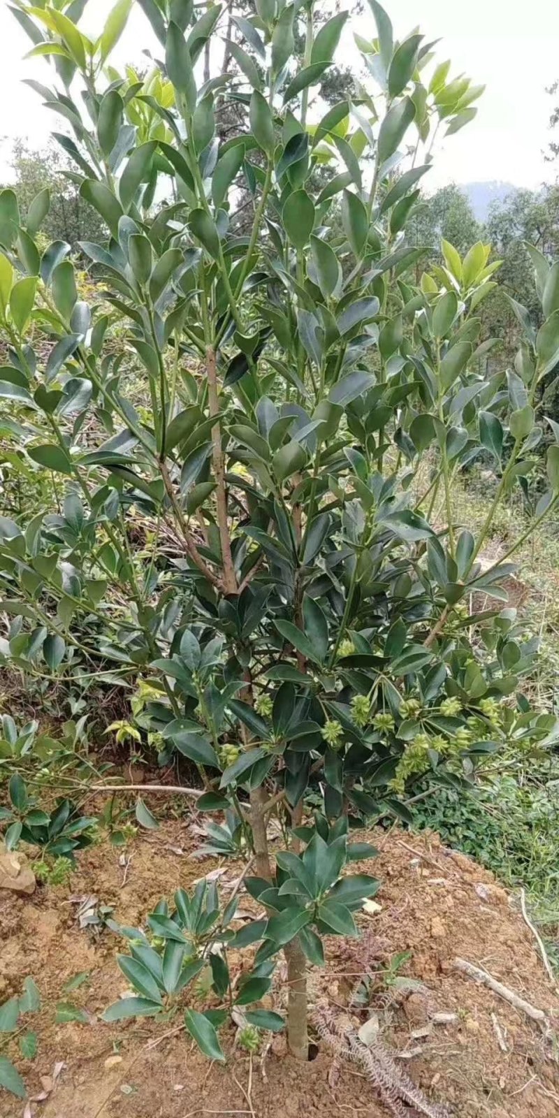 优良八角嫁接苗，地苗，杯苗