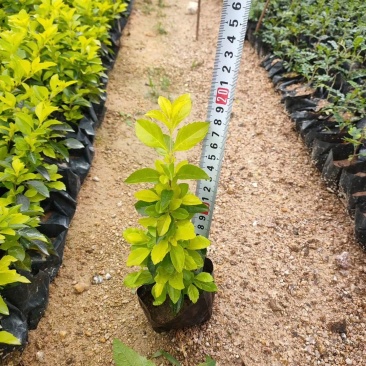 黄金叶，各种规格有需要的联系量大优惠，欢迎下单。