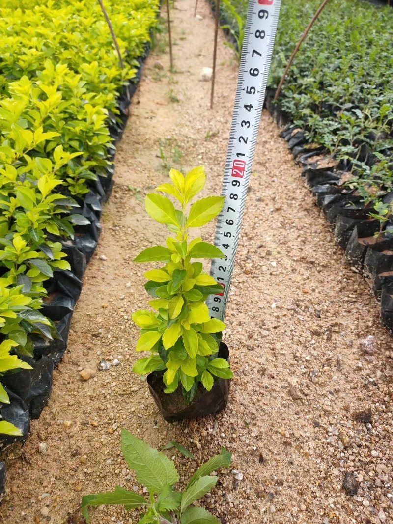 黄金叶，各种规格有需要的联系量大优惠，欢迎下单。