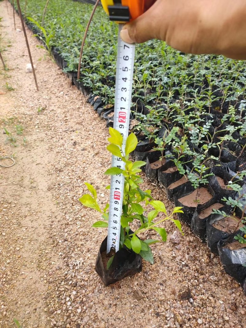 黄金叶，各种规格有需要的联系量大优惠，欢迎下单。