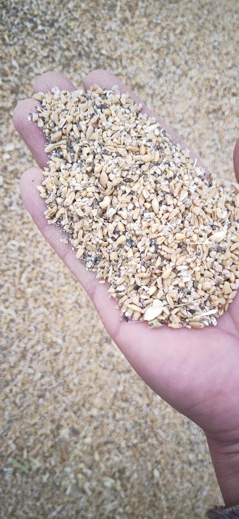 碎麦子粮食鸭鹅养殖碎麦子粗糠小麦鸭鹅养殖玉米渣子家禽饲