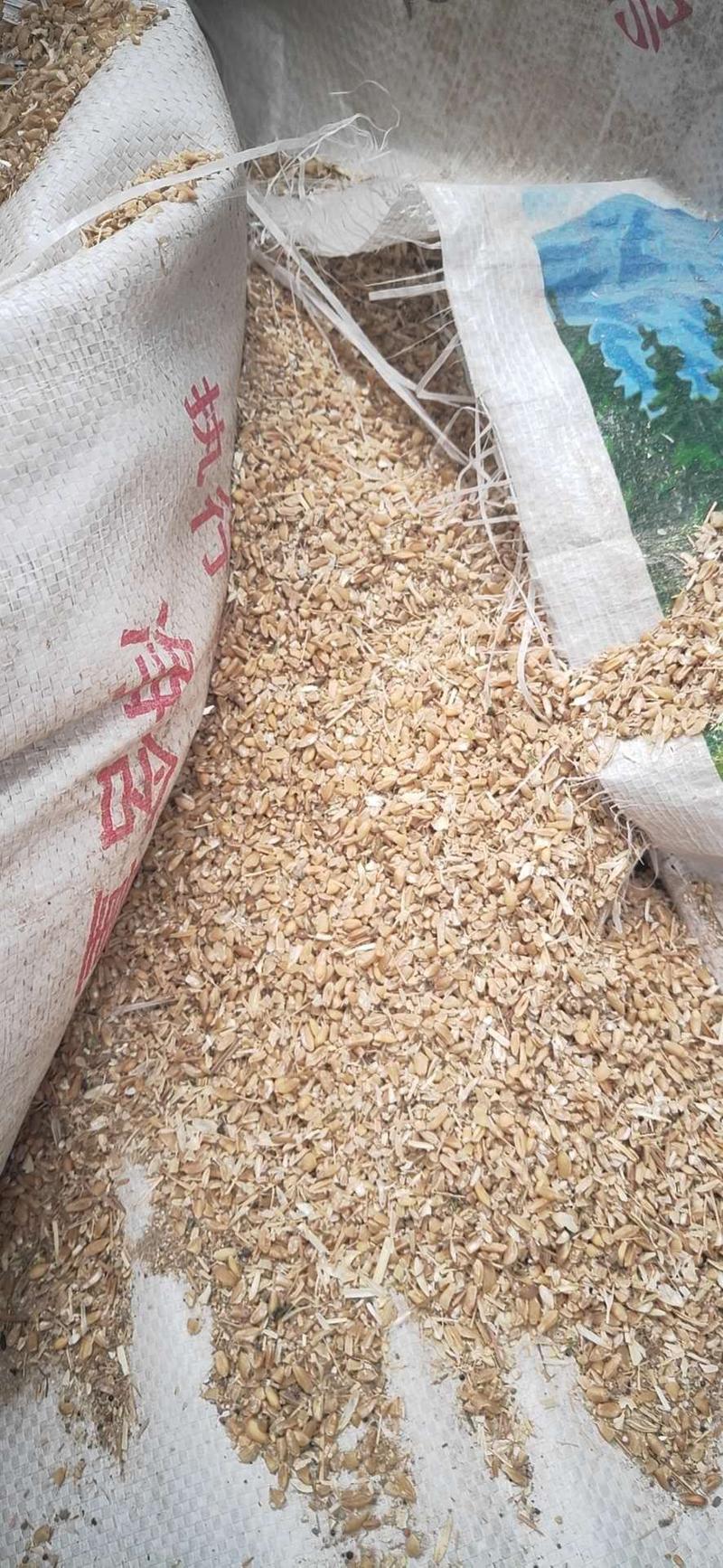 碎麦子粮食鸭鹅养殖碎麦子粗糠小麦鸭鹅养殖玉米渣子家禽饲