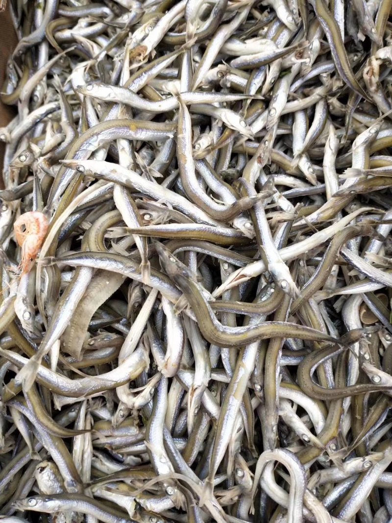 银针鱼，一种深海鱼即食的没有碎刺，支持一件代发