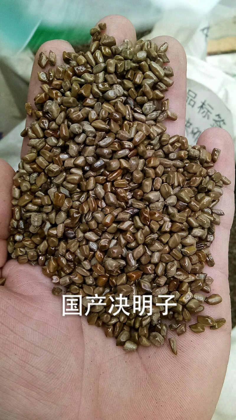 【产地直销】决明子国产含量高炒决明子个粒饱满粒大