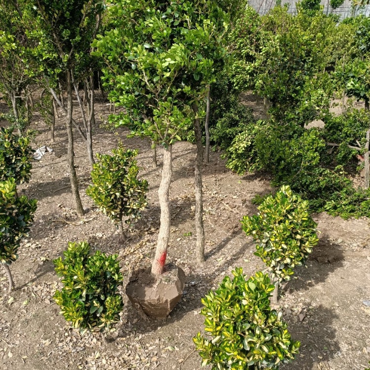 黄楊木 刻 根木台(K-HA524) 黄楊木 刻 根木台(K-HA524)（薩摩黄楊 - 唐木・素材ドットコム