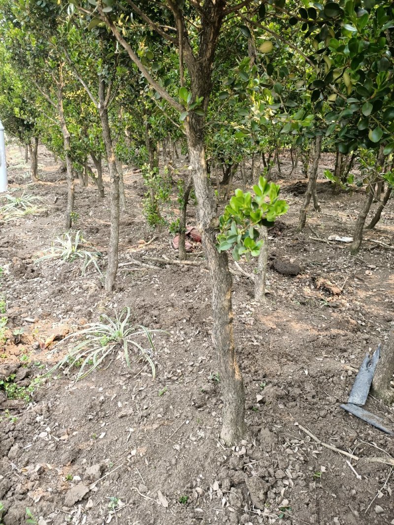 江苏黄杨树独杆黄杨树1一3公分高杆黄杨树黄杨球