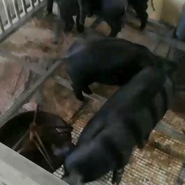 【推荐】原种太湖梅山母猪大型种猪场对外出售仔猪母猪种猪