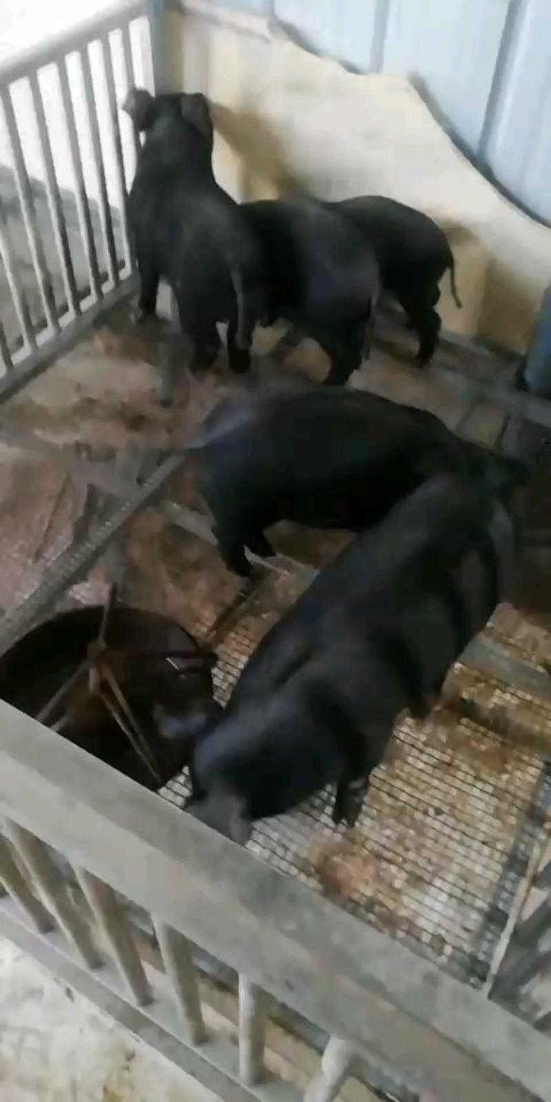 【推荐】原种太湖梅山母猪大型种猪场对外出售仔猪母猪种猪