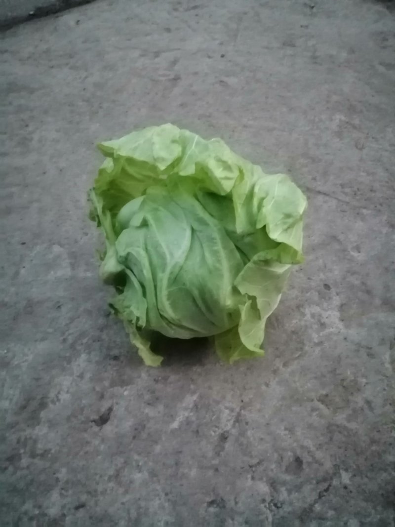 牛心包菜