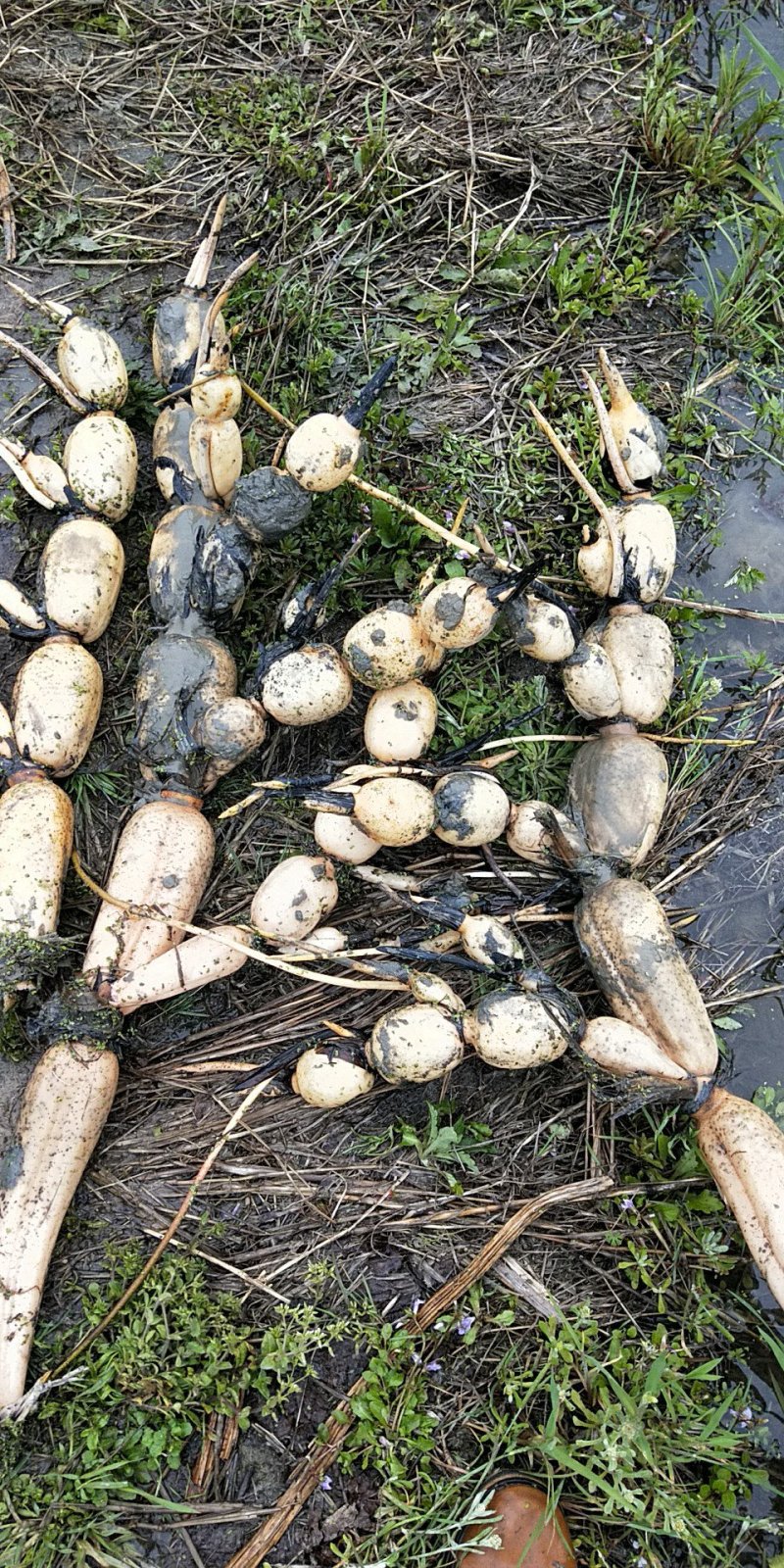 35莲藕大量供应品质优现挖现发可视频看货欢迎咨询来电