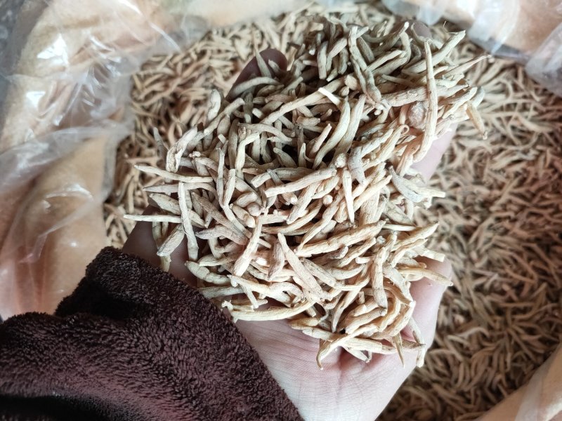 太子参，产地直销，批发零售，量大从优