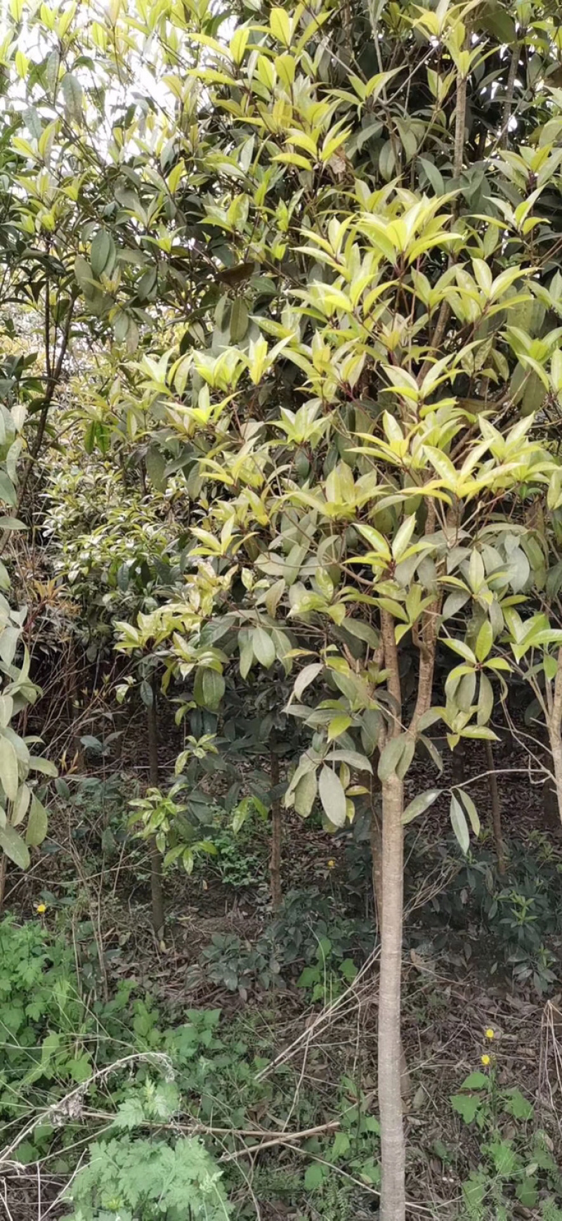 桂花/八月桂自然冠/桂花