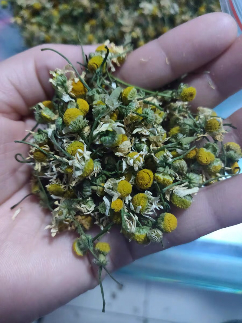 甘菊洋甘菊干品农家初选中药材111111111