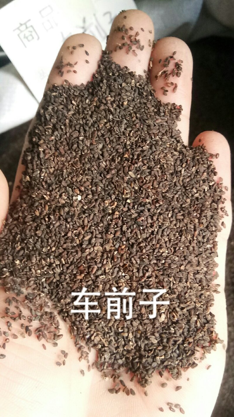 车前子车前籽选货干净无硫药用各种籽类药材