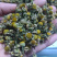 甘菊洋甘菊干品农家初选中药材111111111