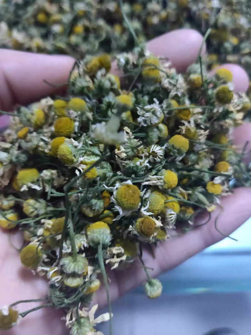 甘菊洋甘菊干品农家初选中药材111111111