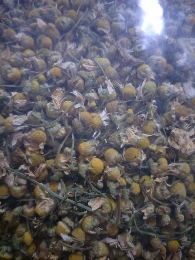 甘菊洋甘菊干品农家初选中药材111111111