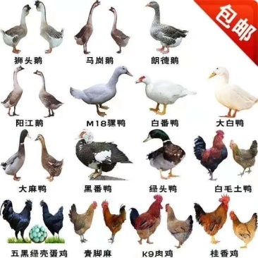 鹅苗活体狮头鹅苗大白鹅苗皖西白鹅苗大种三花鹅苗厂家直批发