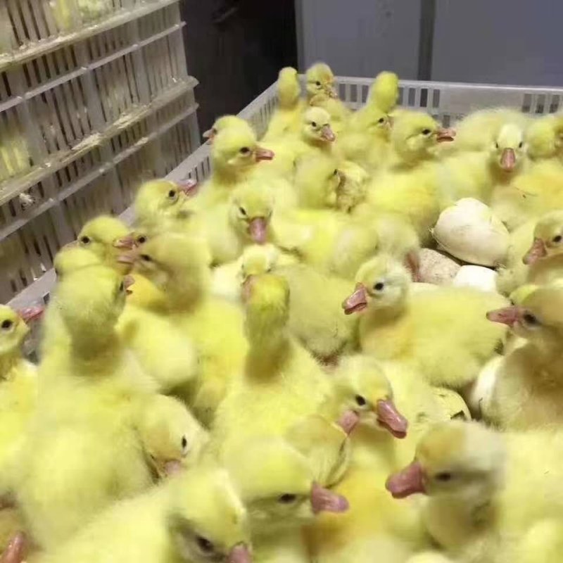 鹅苗活体狮头鹅苗大白鹅苗皖西白鹅苗大种三花鹅苗厂家直批发